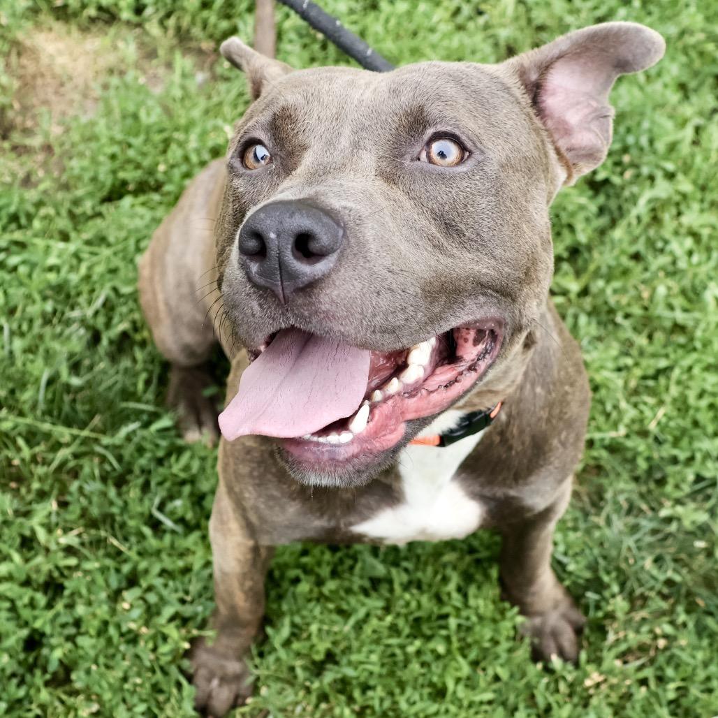 Trammell, Adoptable, Adult Male Pit Bull Terrier & Mixed Breed.