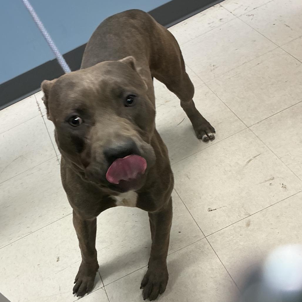 Trammell, Adoptable, Adult Male Pit Bull Terrier & Mixed Breed.