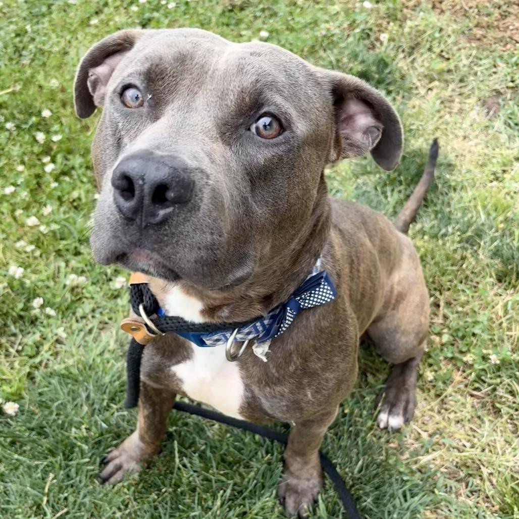 Trammell, Adoptable, Adult Male Pit Bull Terrier & Mixed Breed.