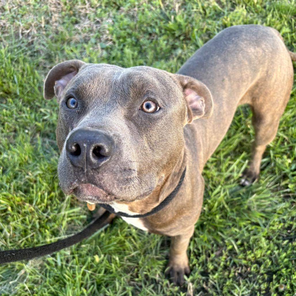 Enlarge Trammell, a Adoptable mixed breed in St Joseph, MO image 2/2