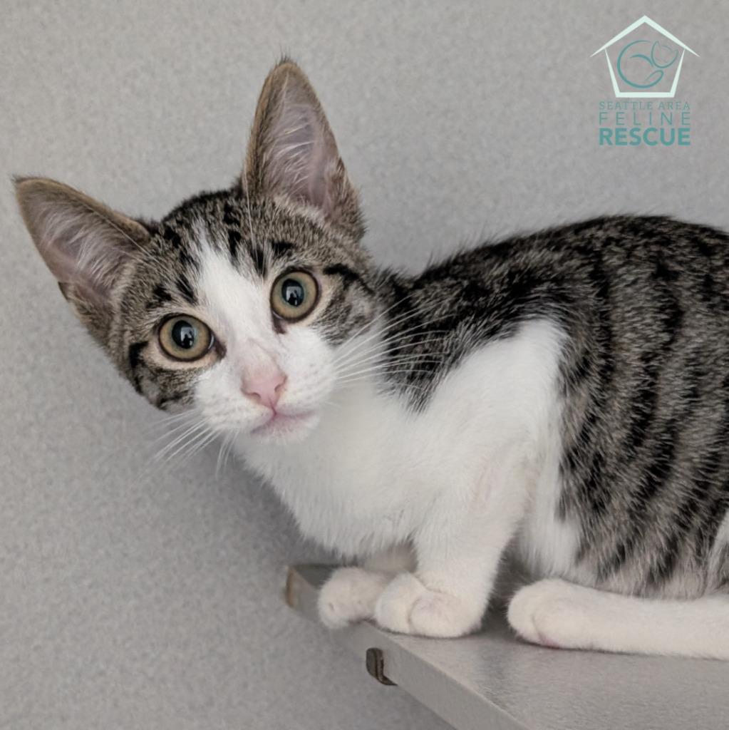 Benny (and Betty), Adoptable, Kitten Male Domestic Short Hair.