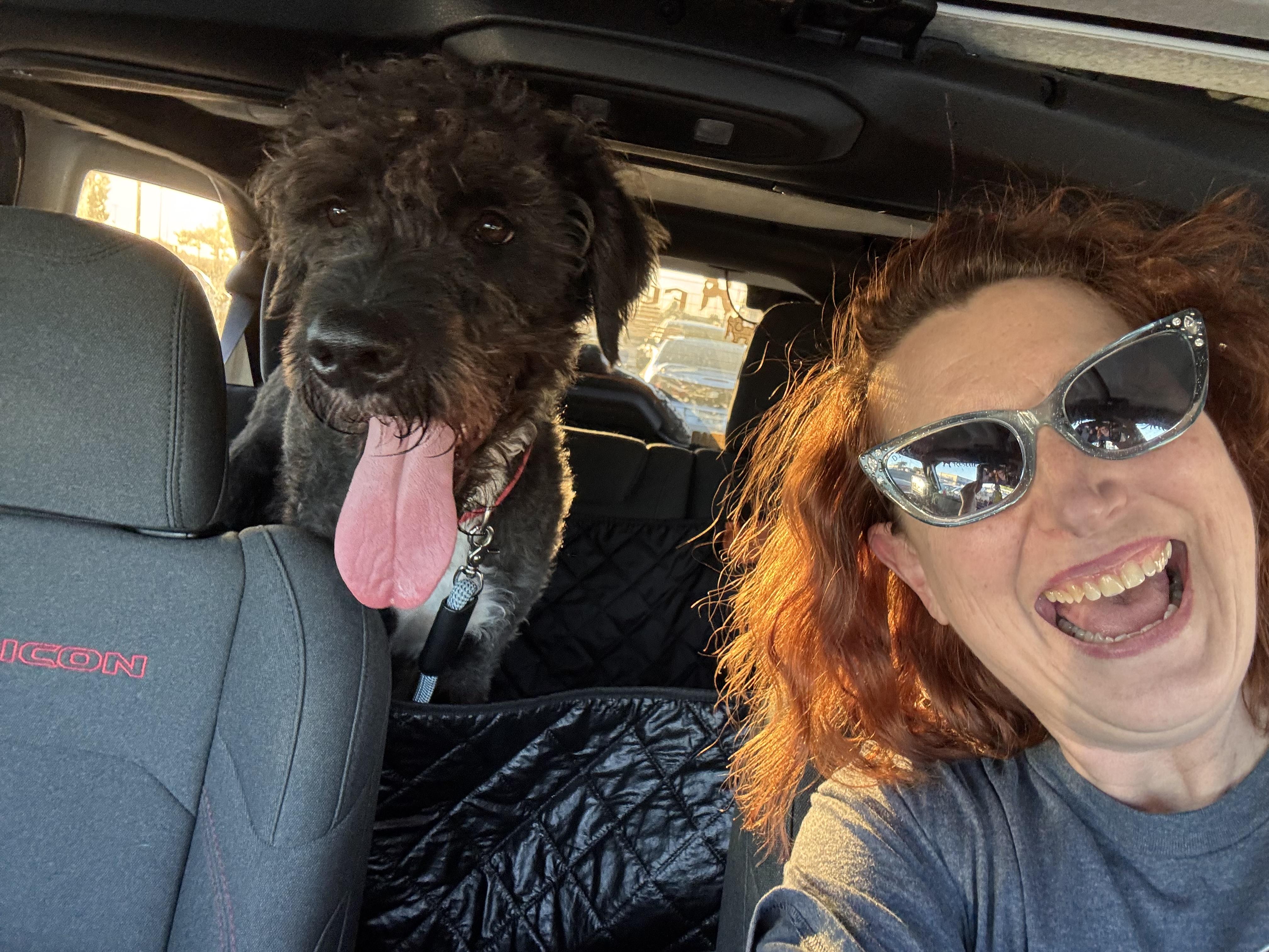 Alexander Hamilton, an adoptable Bernedoodle in Yukon, OK, 73099 | Photo Image 2