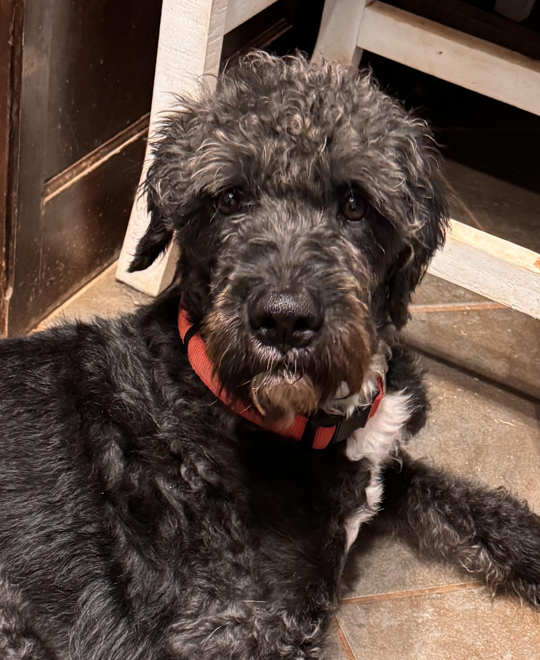 Alexander Hamilton, an adoptable Bernedoodle in Yukon, OK, 73099 | Photo Image 1
