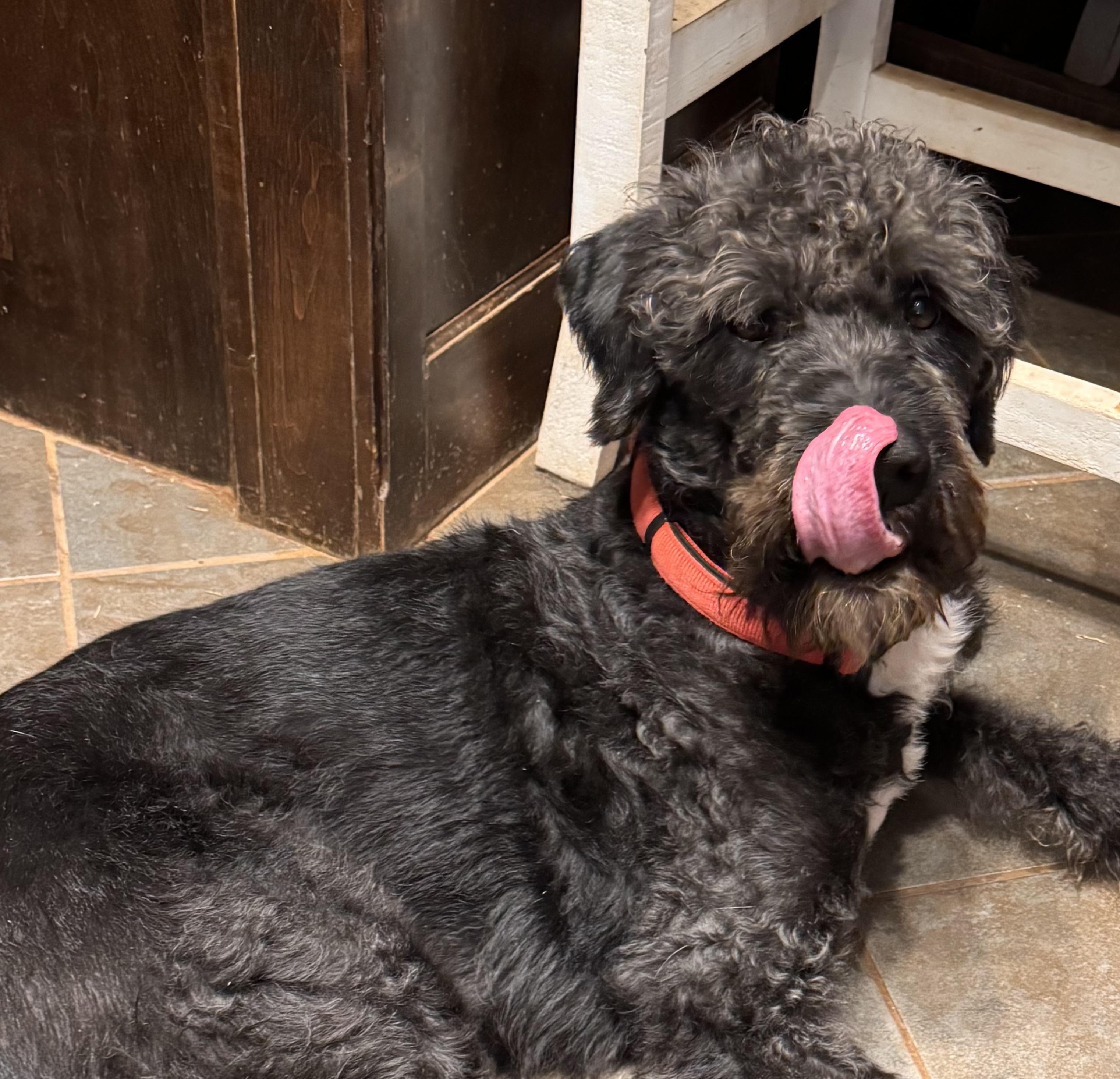 Alexander Hamilton, an adoptable Bernedoodle in Yukon, OK, 73099 | Photo Image 4