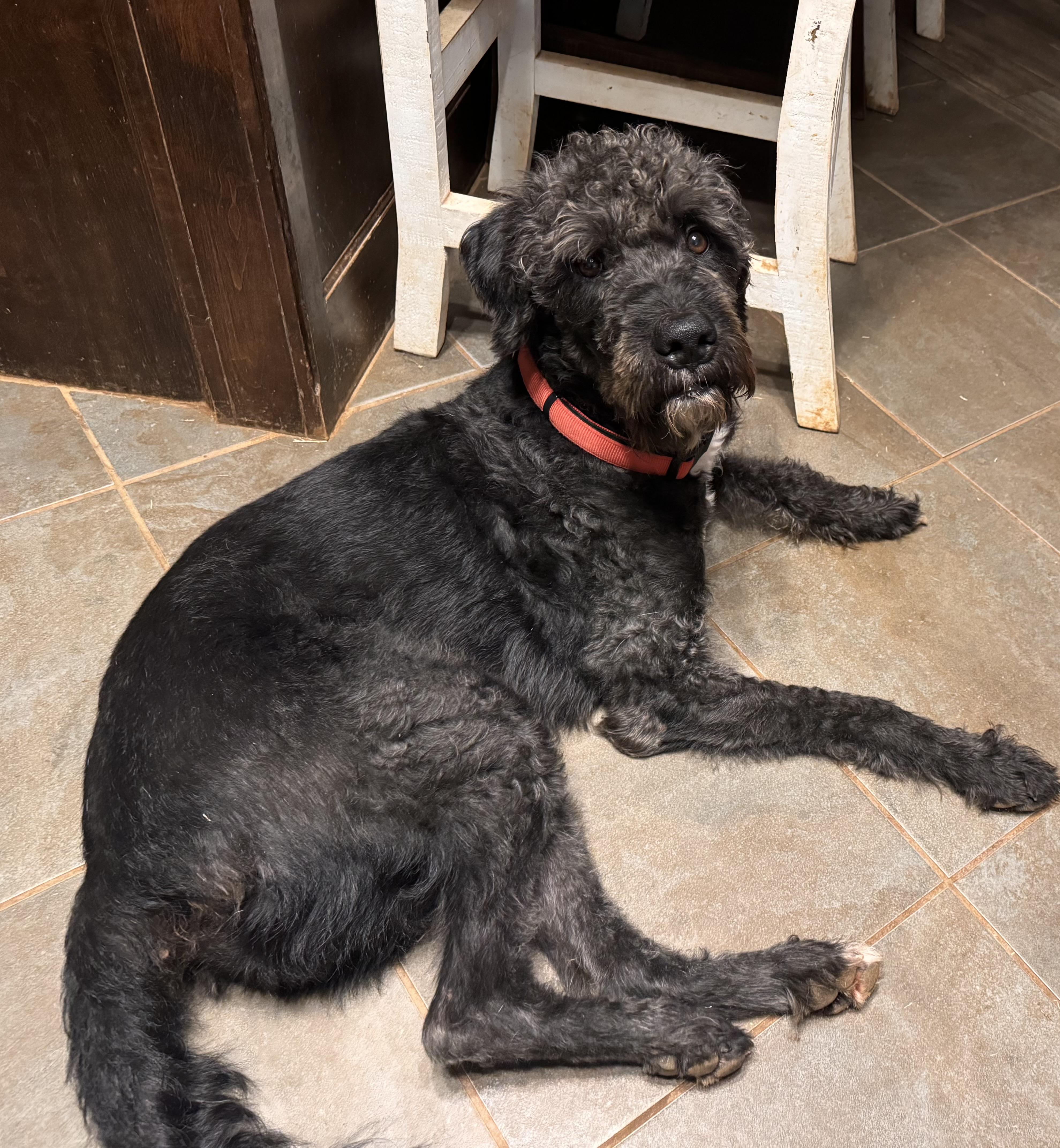 Alexander Hamilton, an adoptable Bernedoodle in Yukon, OK, 73099 | Photo Image 3