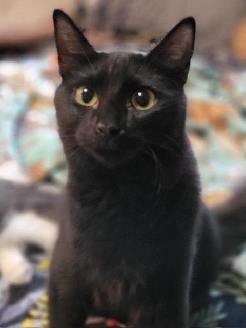 Rennie, Adoptable, Kitten Male Domestic Medium Hair.