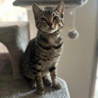 Sawa-Wasabi, a Adoptable mixed breed in Sacramento, CA image 2/6