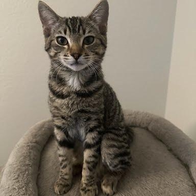 Sawa-Wasabi, a Adoptable mixed breed in Sacramento, CA image 5/6