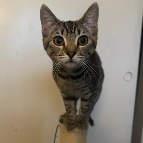 Sawa-Wasabi, a Adoptable mixed breed in Sacramento, CA image 1/6