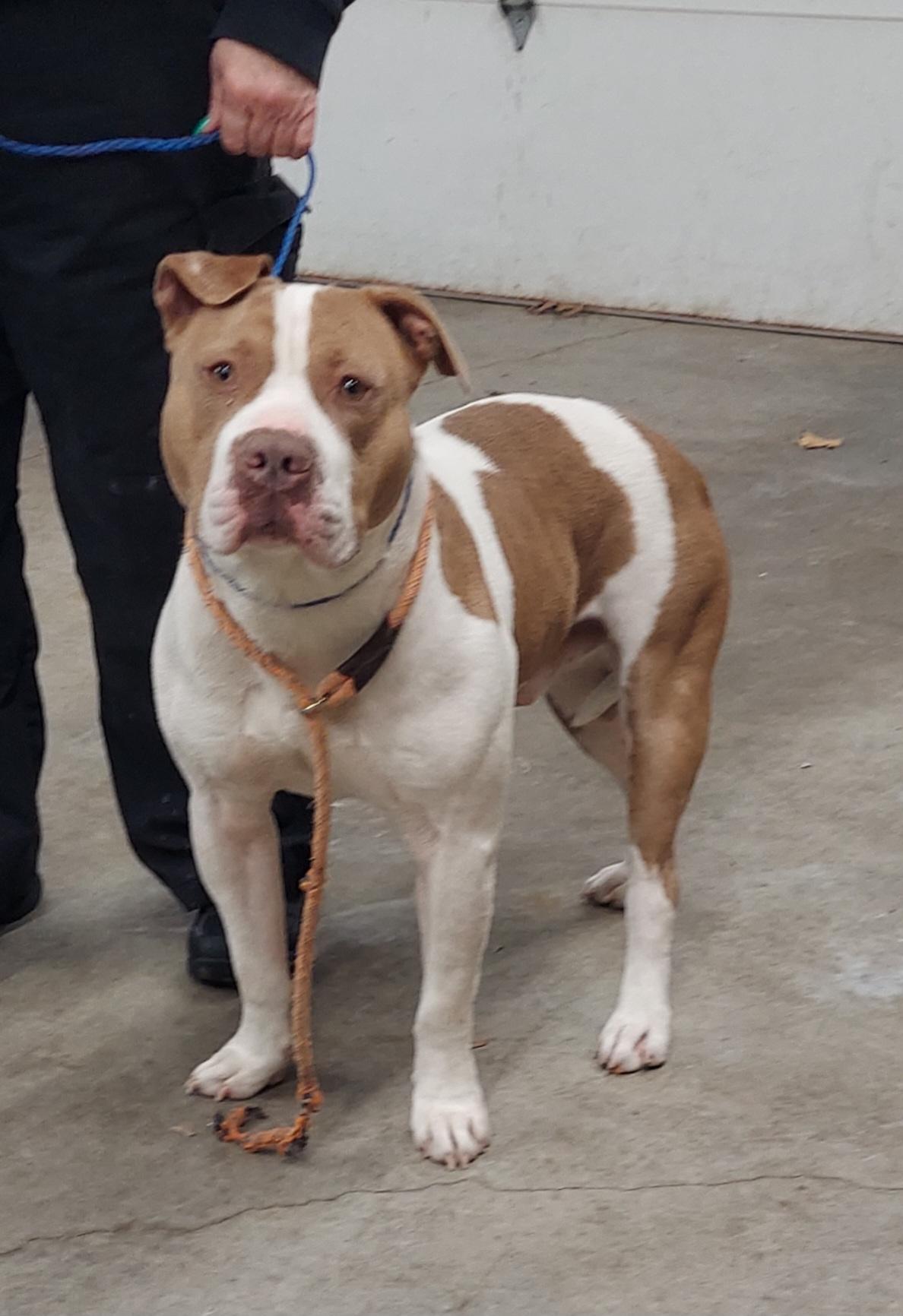 #49, ADOPTABLE, Adult Male American Staffordshire Terrier.