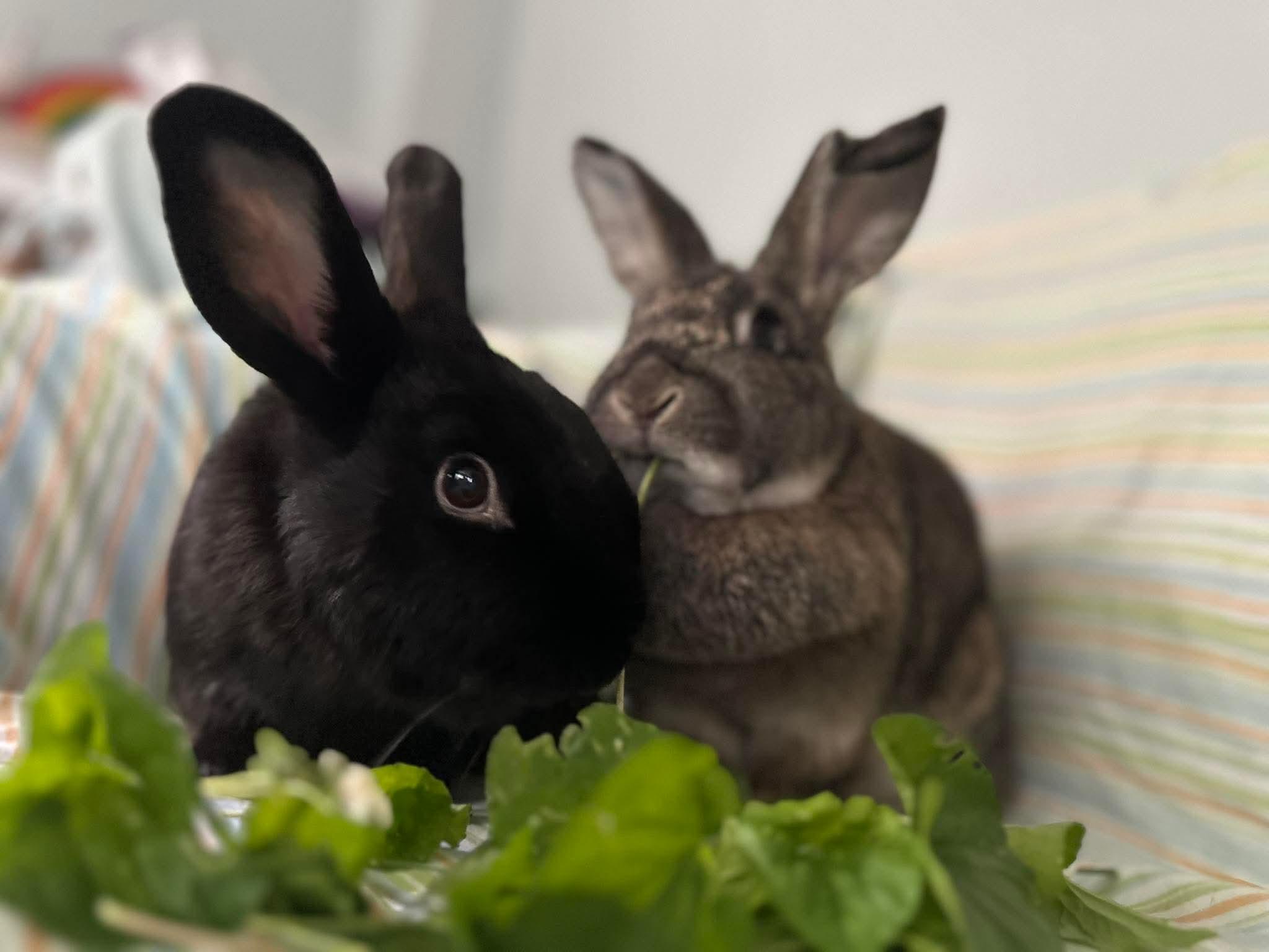 Curry (bonded with Cha Cha), an adopted Bunny Rabbit in Portland, ME image 5/6