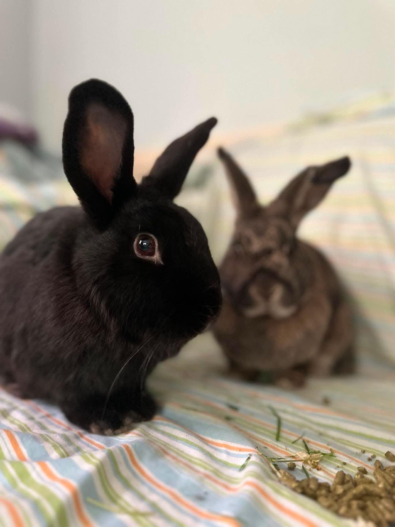 Curry (bonded with Cha Cha), adopted, Senior Male Bunny Rabbit.