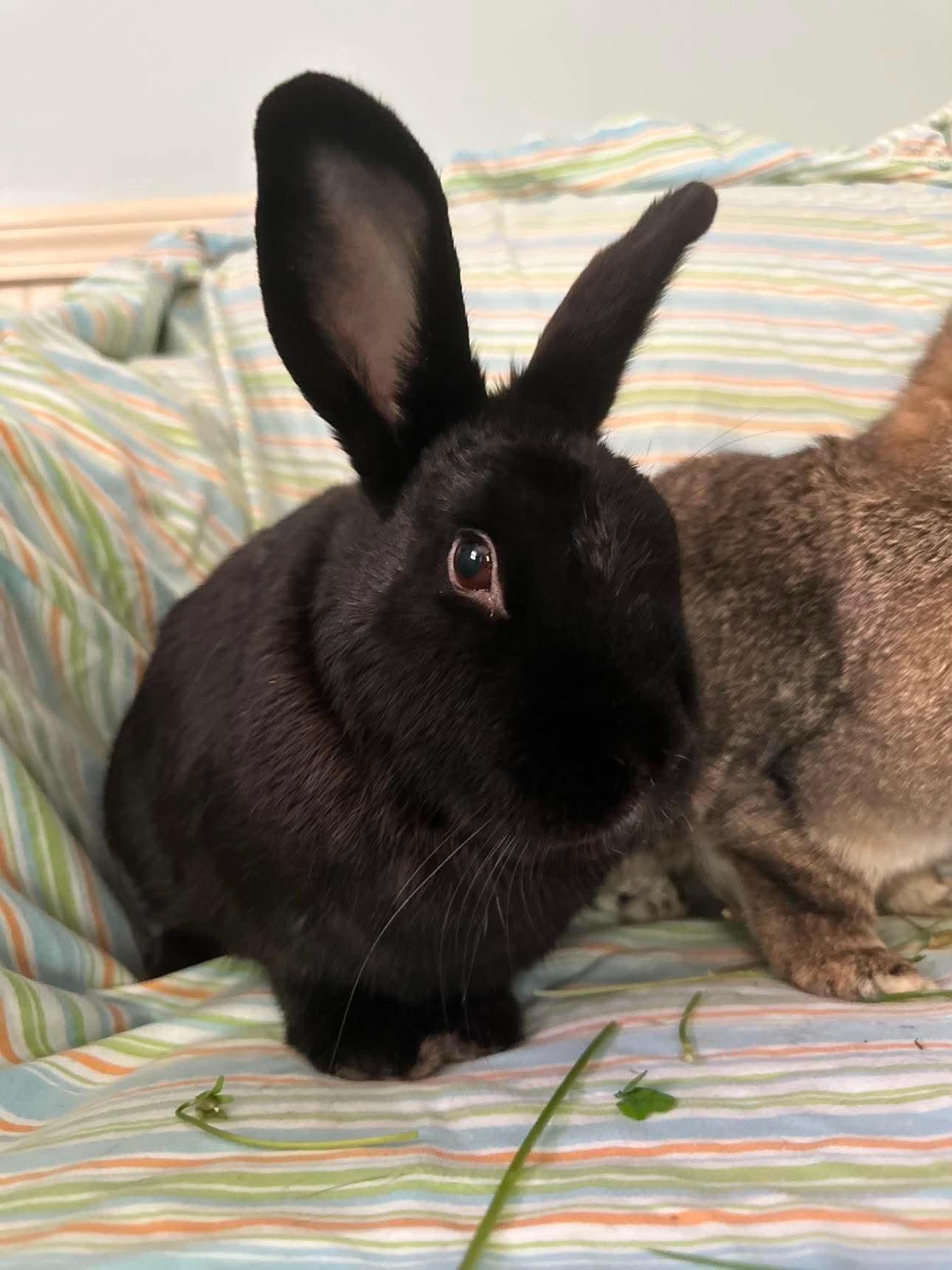 Curry (bonded with Cha Cha), an adopted Bunny Rabbit in Portland, ME image 4/6