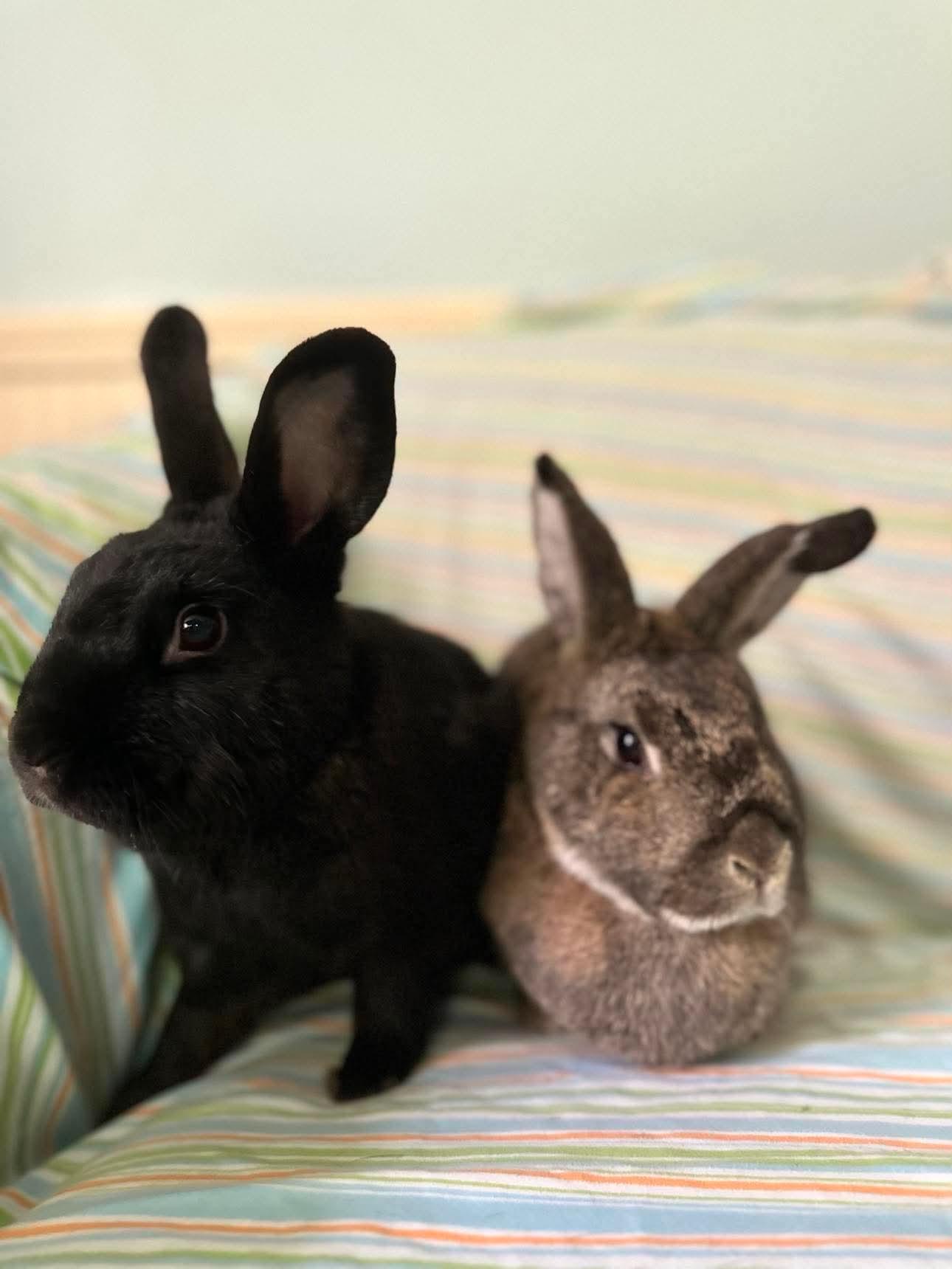 Curry (bonded with Cha Cha), an adopted Bunny Rabbit in Portland, ME image 3/6