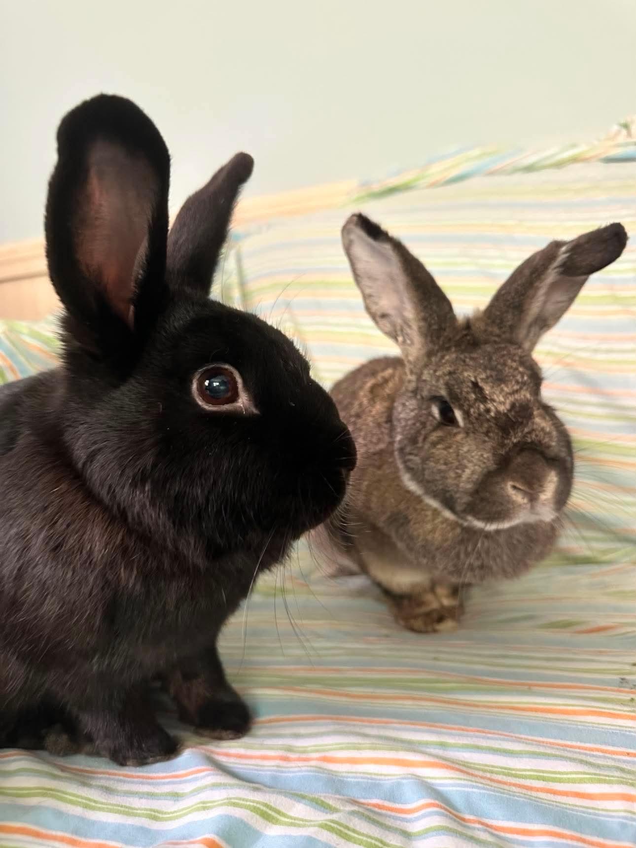 Curry (bonded with Cha Cha), an adopted Bunny Rabbit in Portland, ME image 2/6