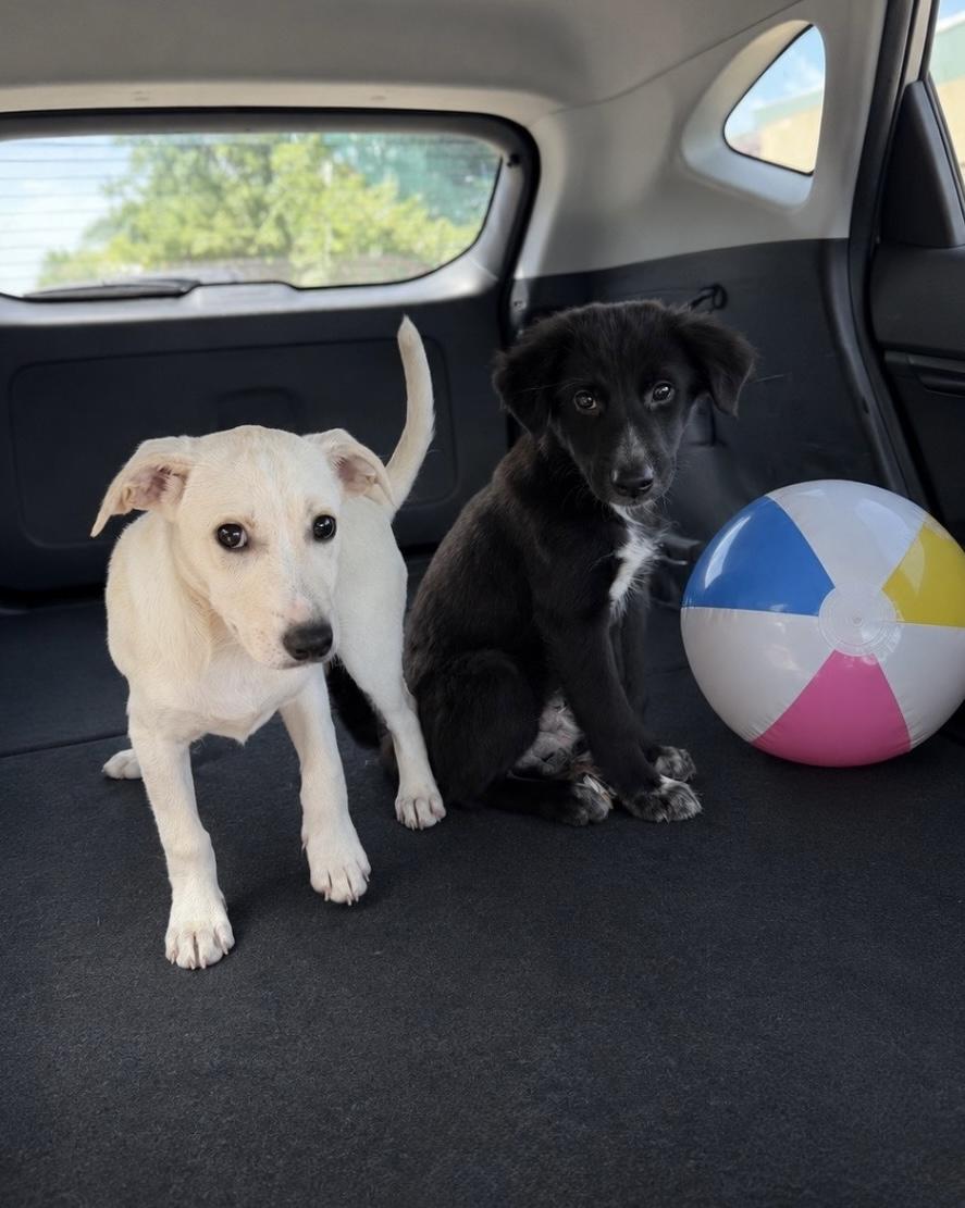 Enlarge Cody, a ADOPTABLE mixed breed in Lake Worth, FL image 4/5