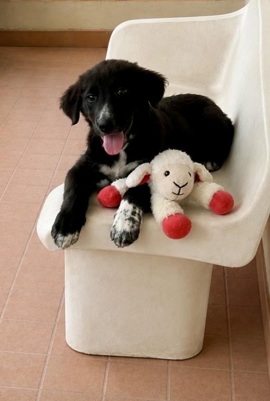 Cody, ADOPTABLE, Puppy Male Black Labrador Retriever & Mixed Breed.