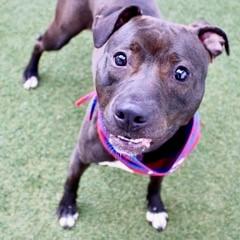 Enlarge Roxie, a Adoptable mixed breed in Largo, FL image 1/1