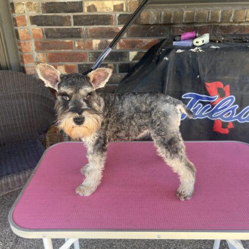 Sugar Plum Fairy, Adoptable, Puppy Female Miniature Schnauzer.