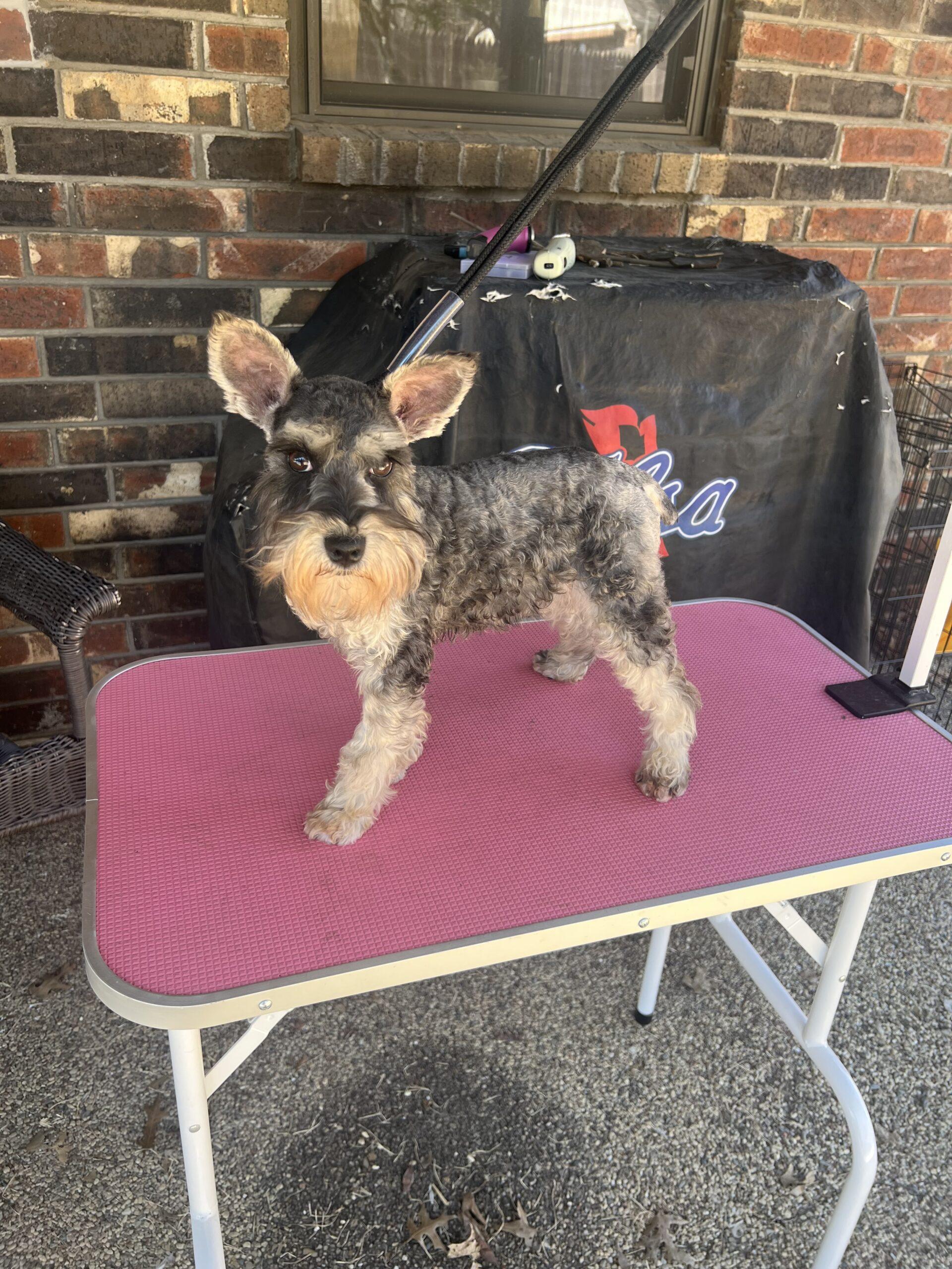 Enlarge Sugar Plum Fairy, a Adoptable Miniature Schnauzer in Broken Arrow, OK image 3/6