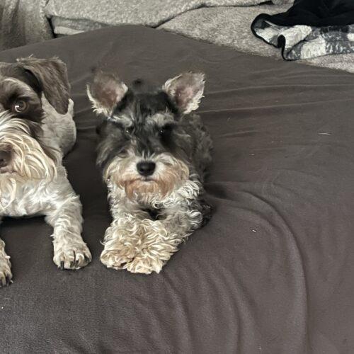 Enlarge Sugar Plum Fairy, a Adoptable Miniature Schnauzer in Broken Arrow, OK image 3/6