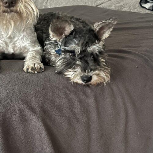 Enlarge Sugar Plum Fairy, a Adoptable Miniature Schnauzer in Broken Arrow, OK image 5/6