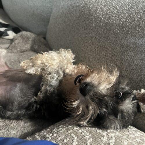 Enlarge Sugar Plum Fairy, a Adoptable Miniature Schnauzer in Broken Arrow, OK image 4/4