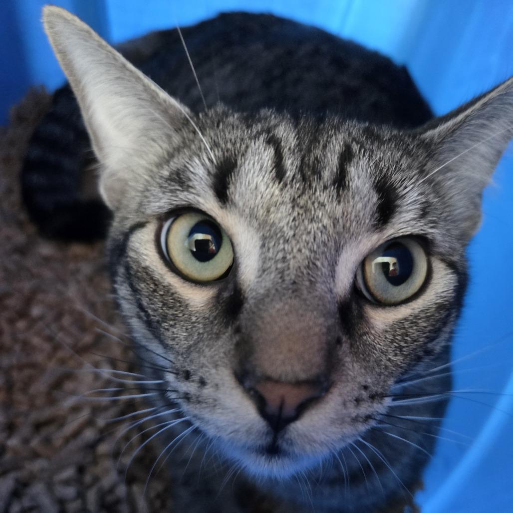 Meowth, Adoptable, Young Male Domestic Short Hair.