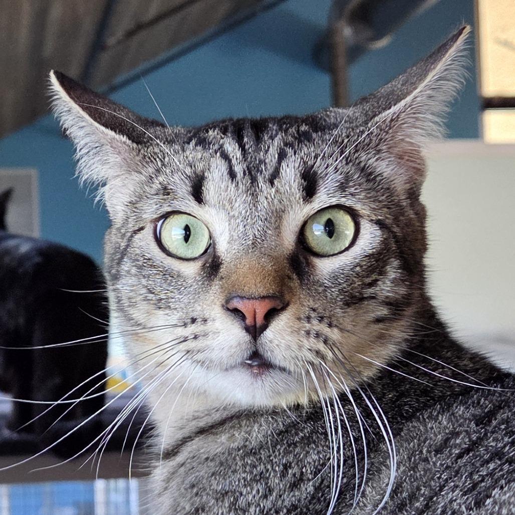 Enlarge Meowth, a Adoptable Domestic Short Hair in Leander, TX image 2/2