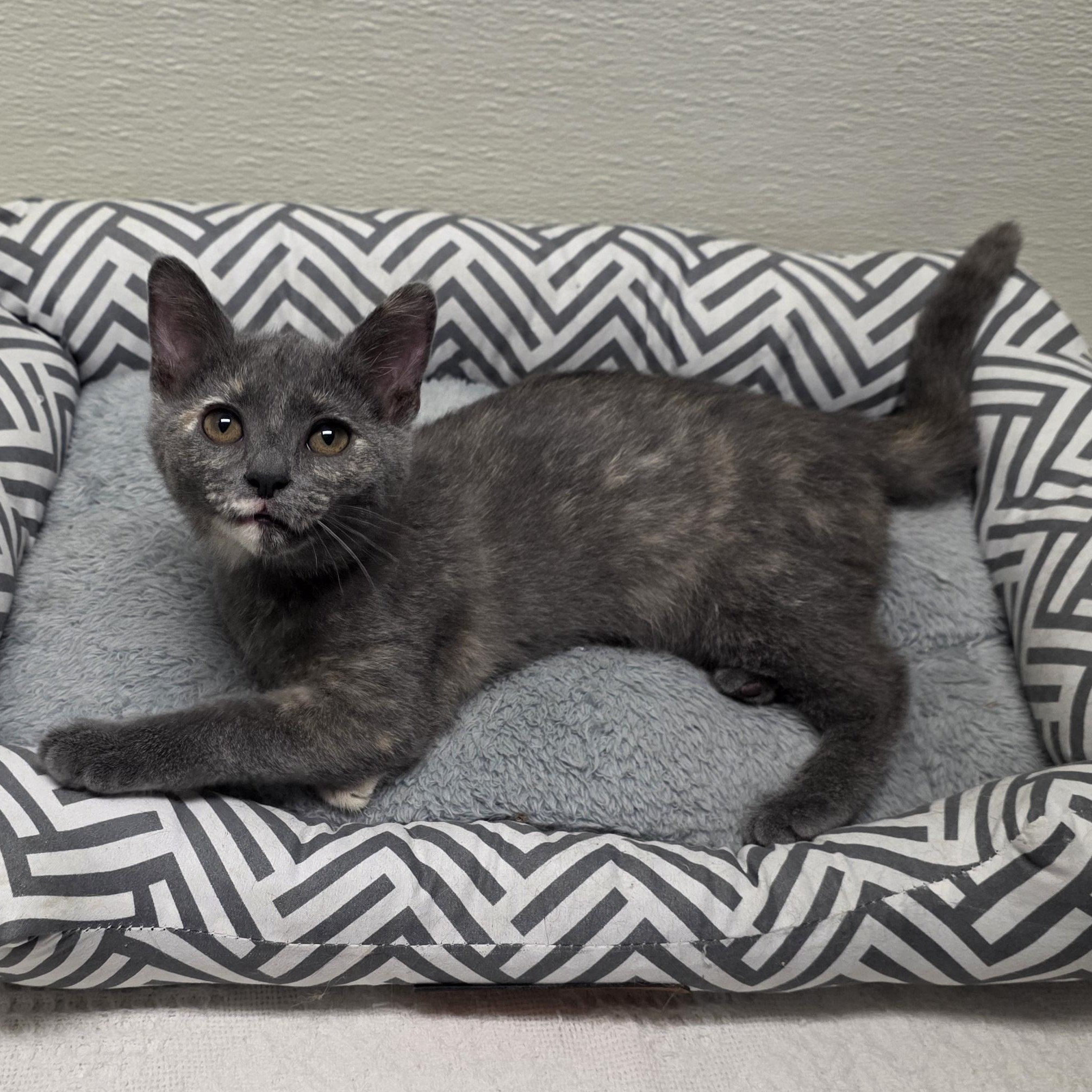Enlarge Annie, a Adoptable mixed breed in Greensboro, NC image 2/6