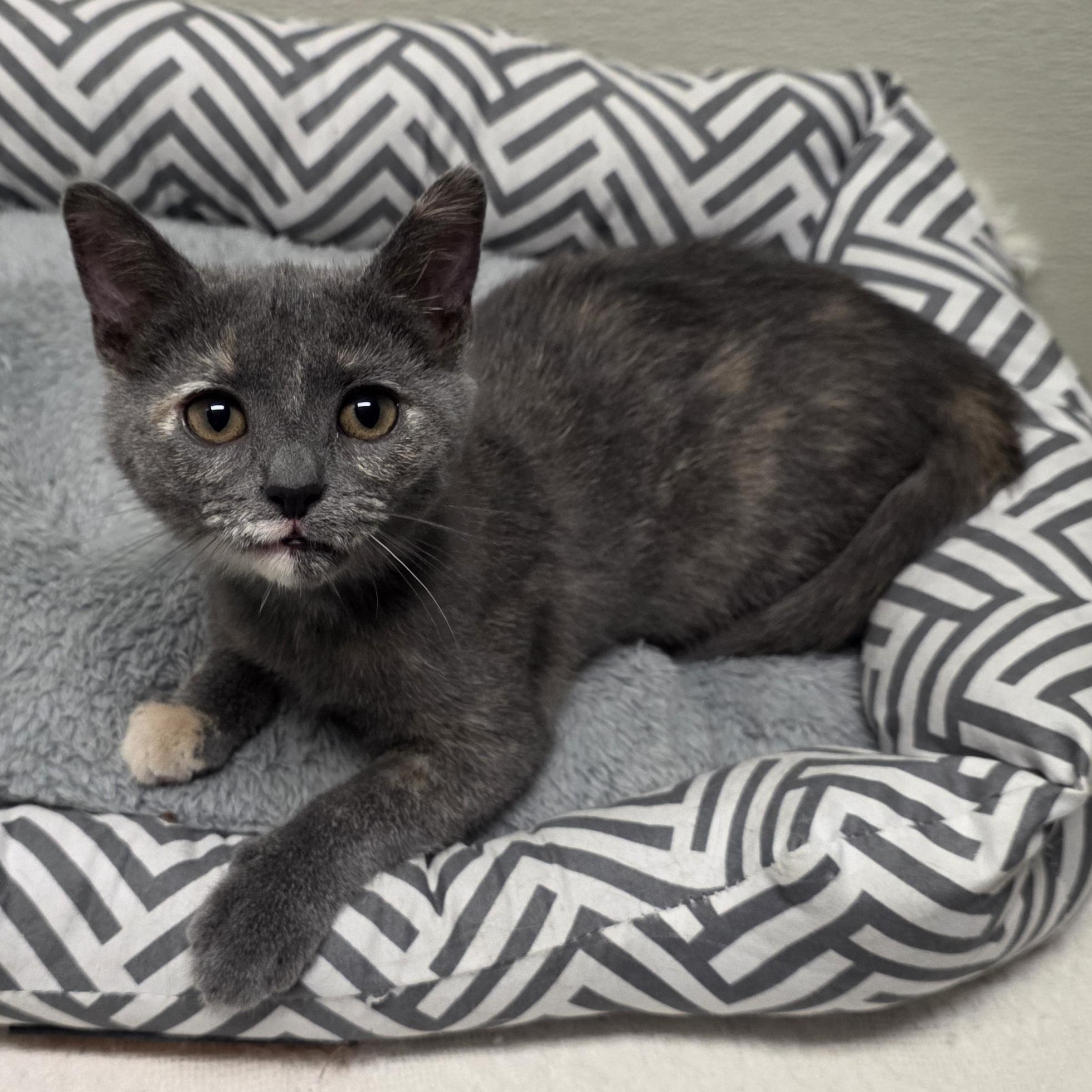 Enlarge Annie, a Adoptable mixed breed in Greensboro, NC image 6/6