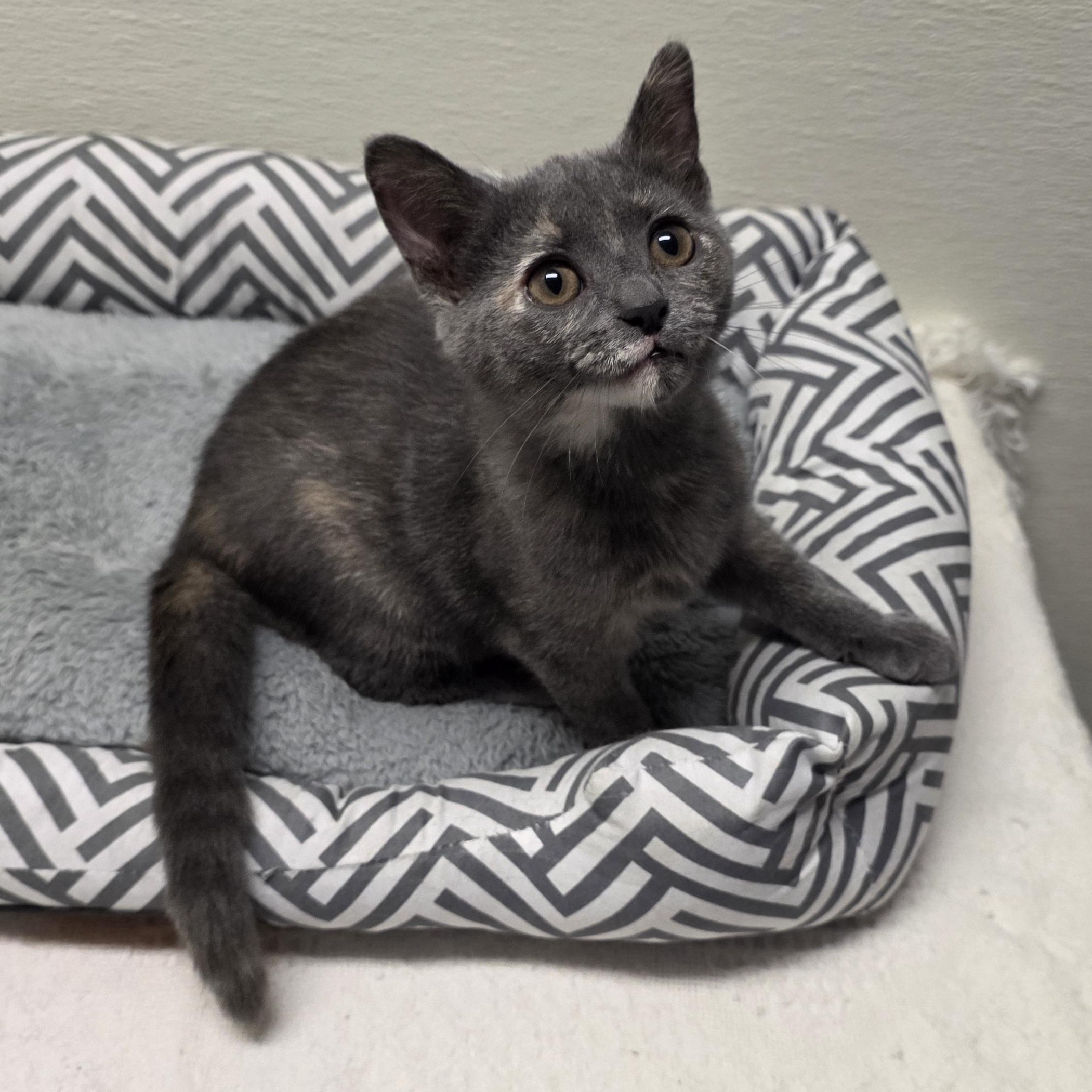 Annie, Adoptable, Young Female Domestic Short Hair & Dilute Tortoiseshell.
