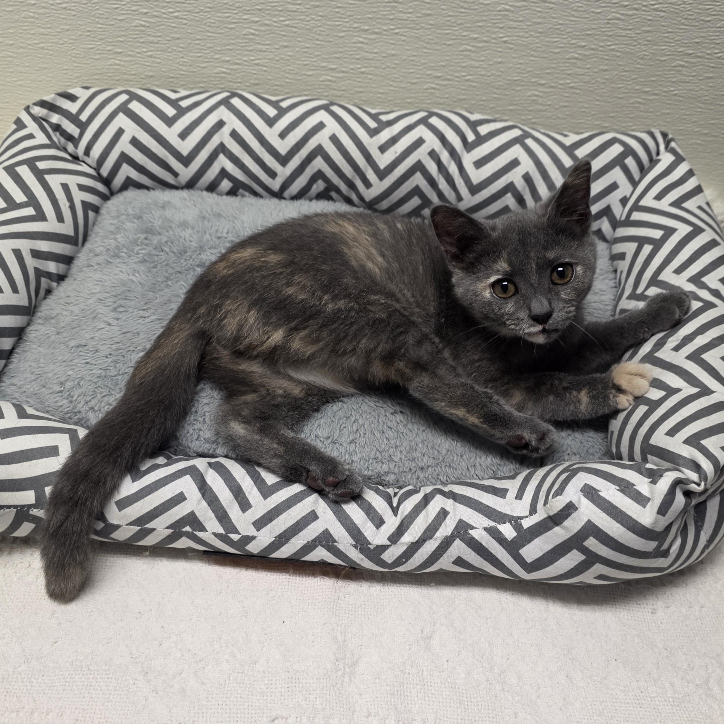 Enlarge Annie, a Adoptable mixed breed in Greensboro, NC image 5/6