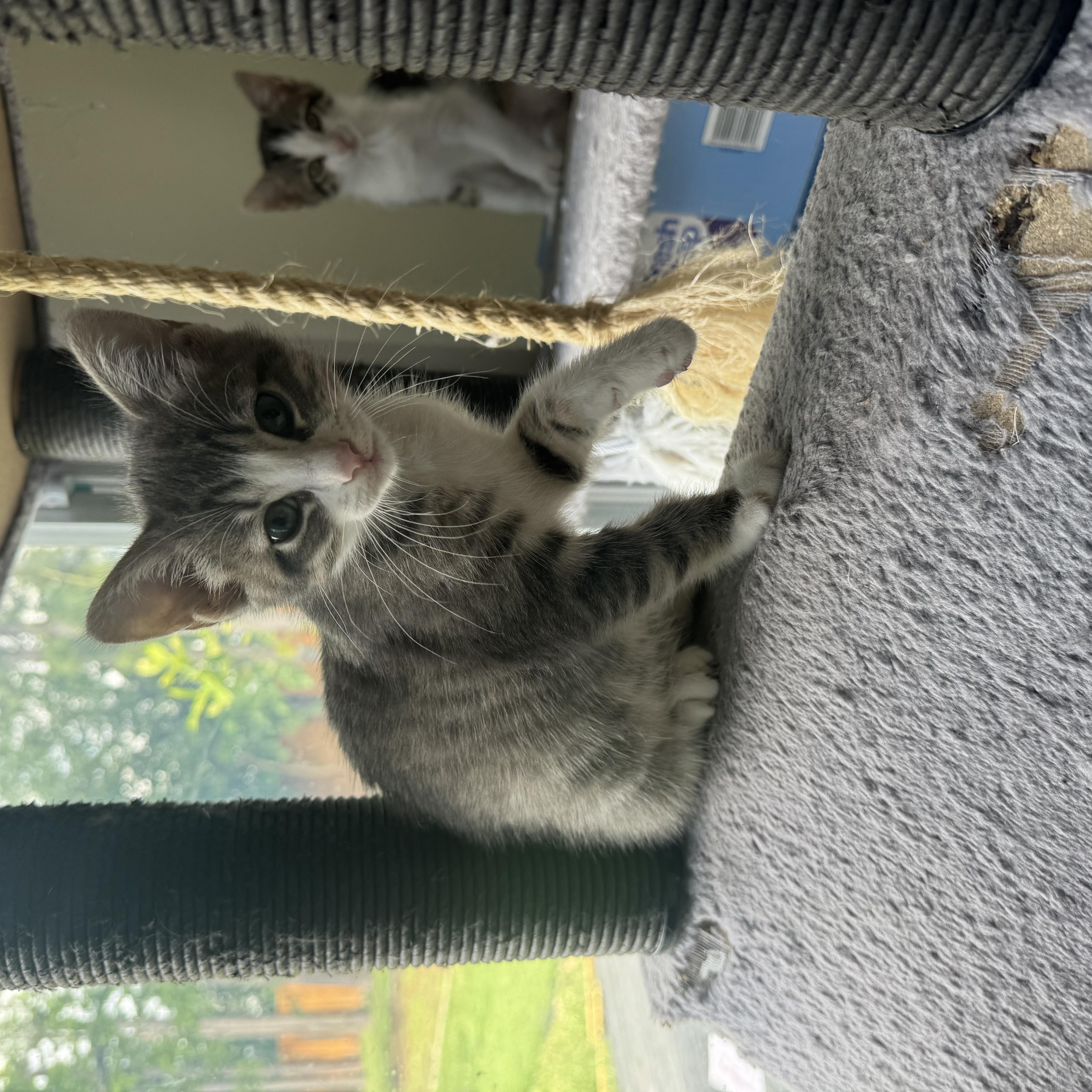 Enlarge Tart, a ADOPTABLE American Shorthair in Houston, TX image 2/3