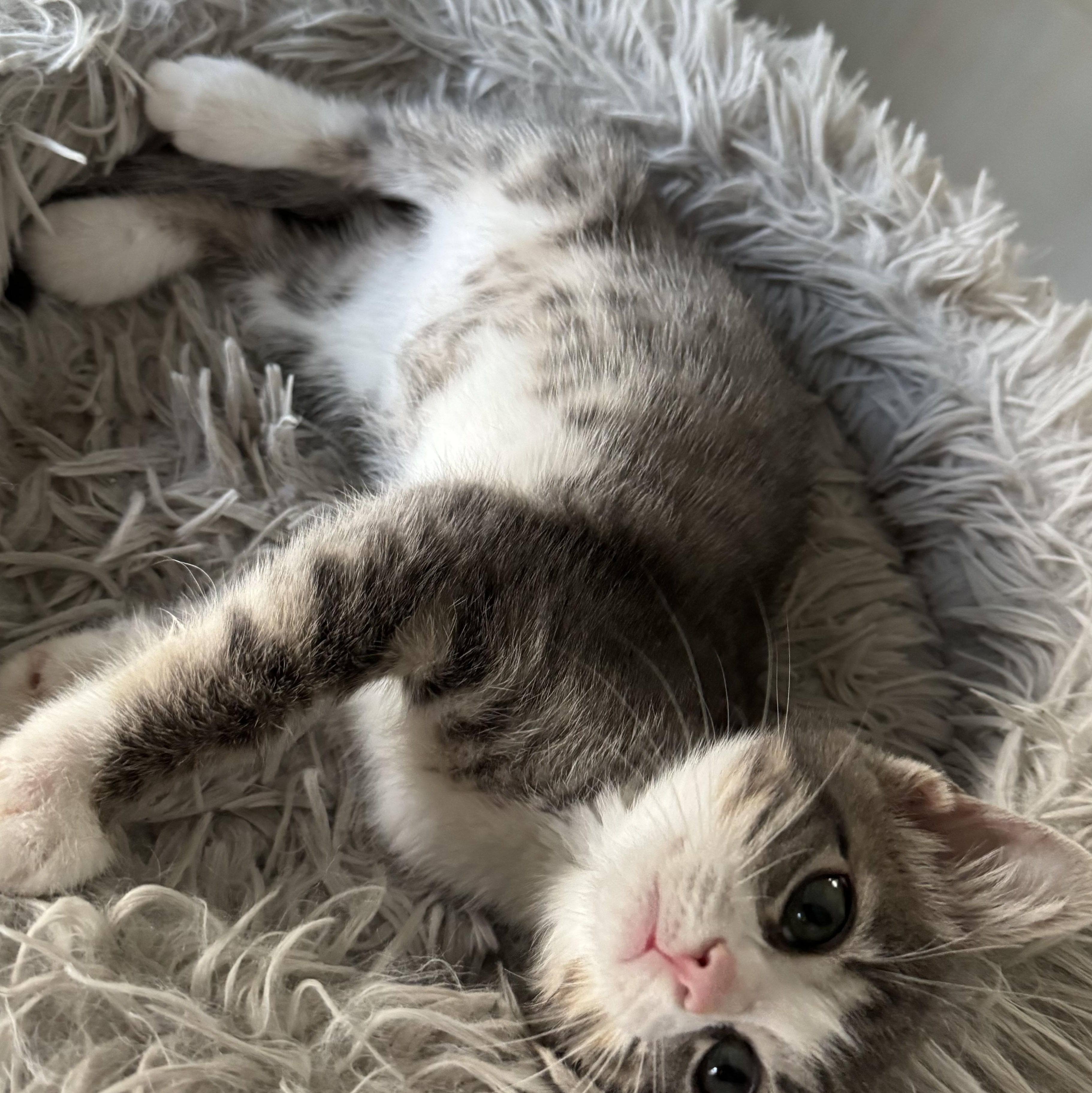 Tart, ADOPTABLE, Kitten Female American Shorthair.