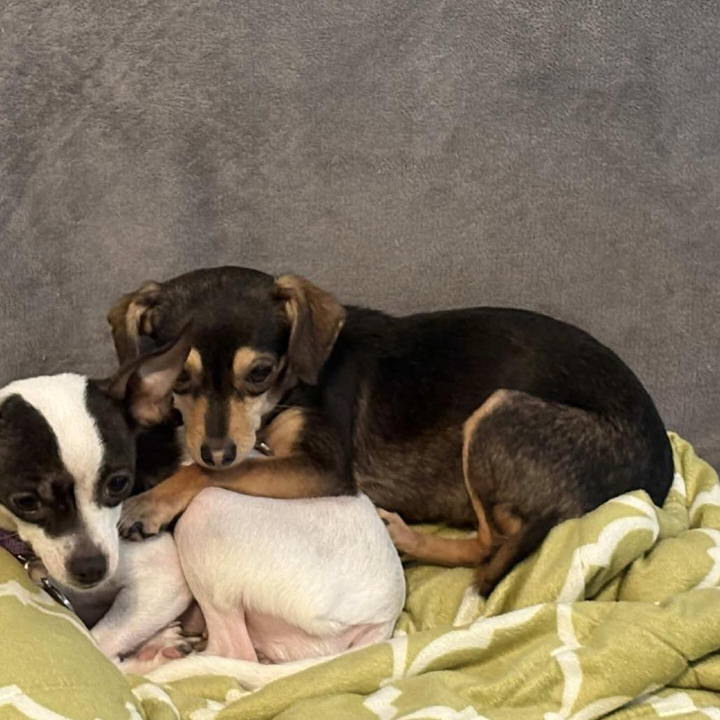 Azalea, Adoptable, Adult Female Chihuahua & Miniature Dachshund.