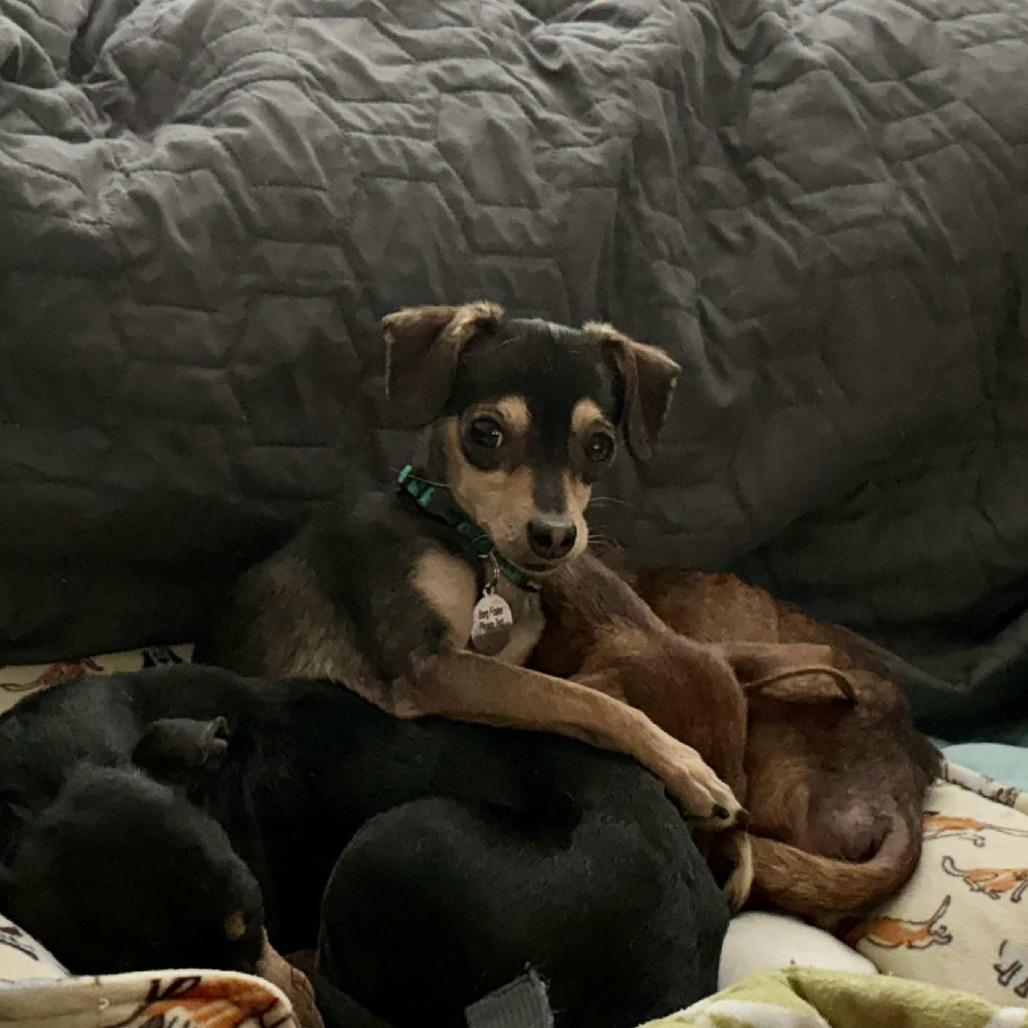 Azalea, a Adoptable mixed breed in Katy, TX image 3/6