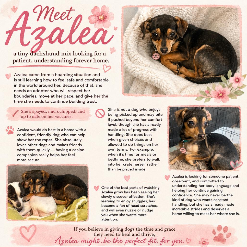 Azalea, a Adoptable mixed breed in Katy, TX image 4/6