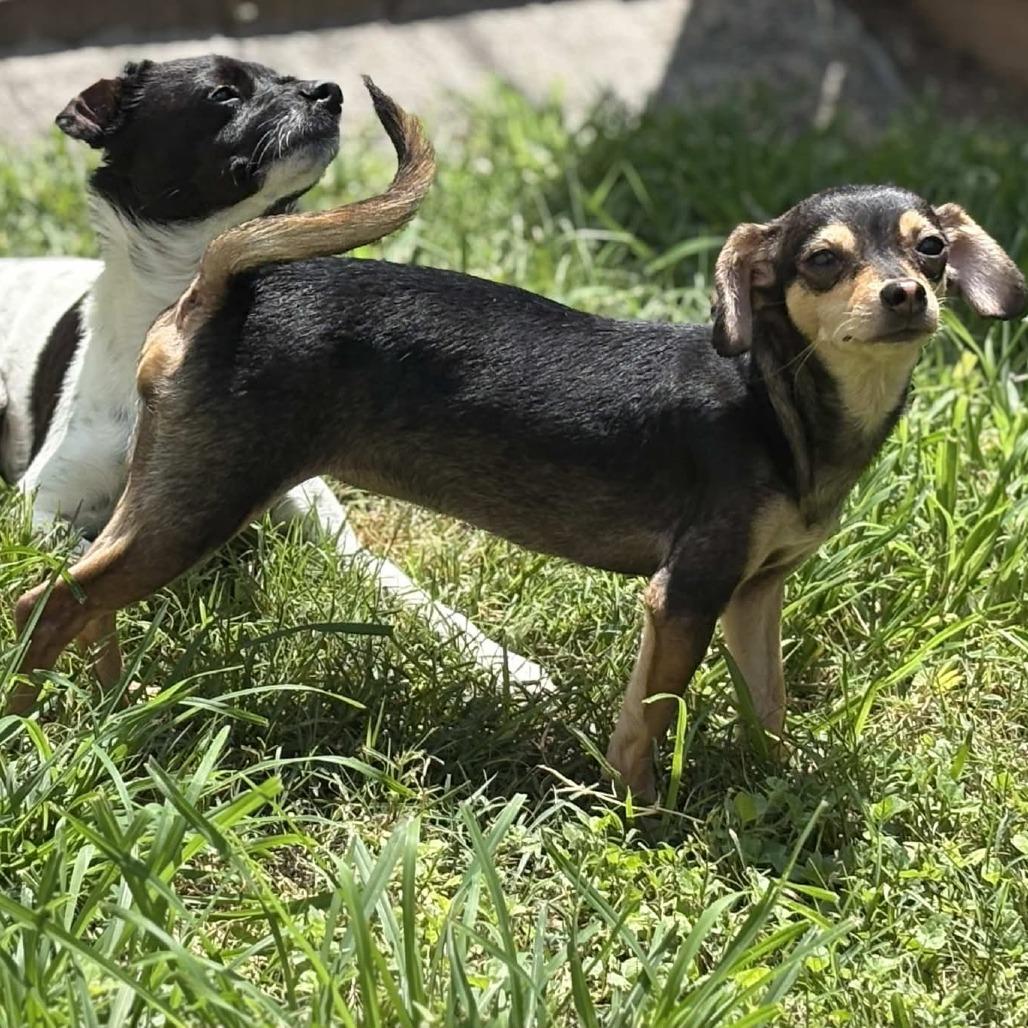 Azalea, a Adoptable mixed breed in Katy, TX image 5/6