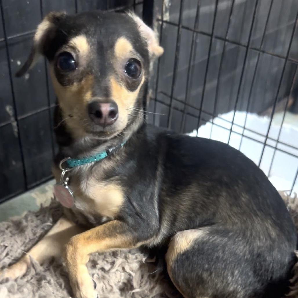 Azalea, a Adoptable mixed breed in Katy, TX image 6/6