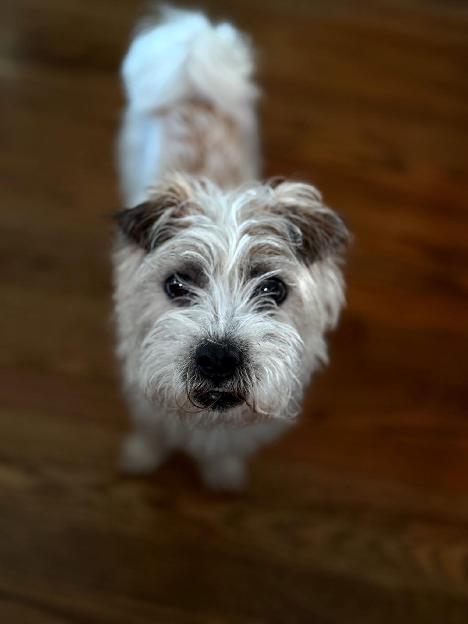 Enlarge Coco 26, a Adoptable Maltese in Hillside, IL image 1/3