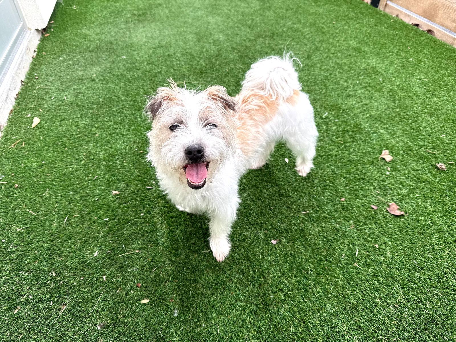 Enlarge Coco 26, a Adoptable Maltese in Hillside, IL image 2/3