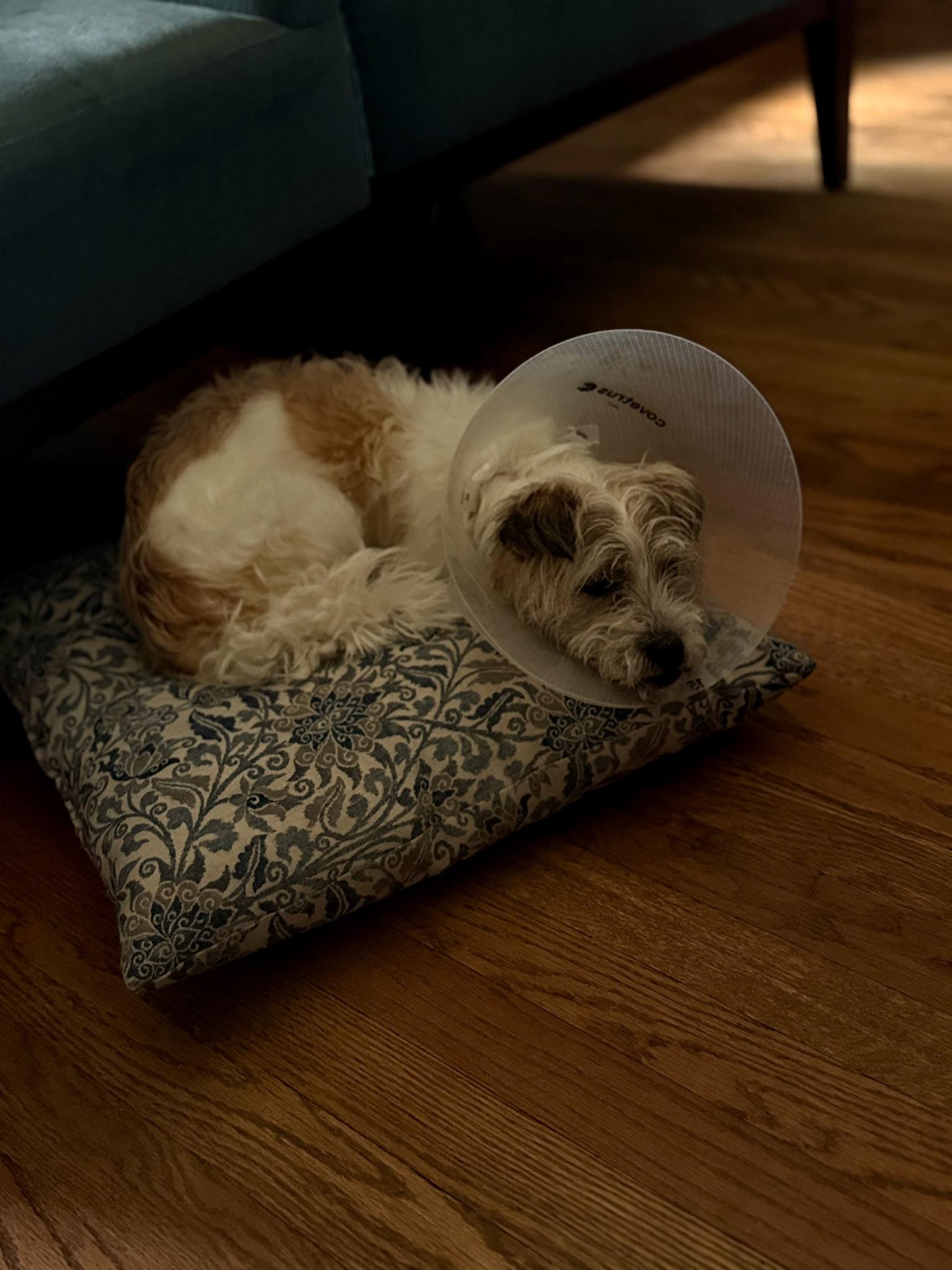 Enlarge Coco 26, a Adoptable Maltese in Hillside, IL image 3/3