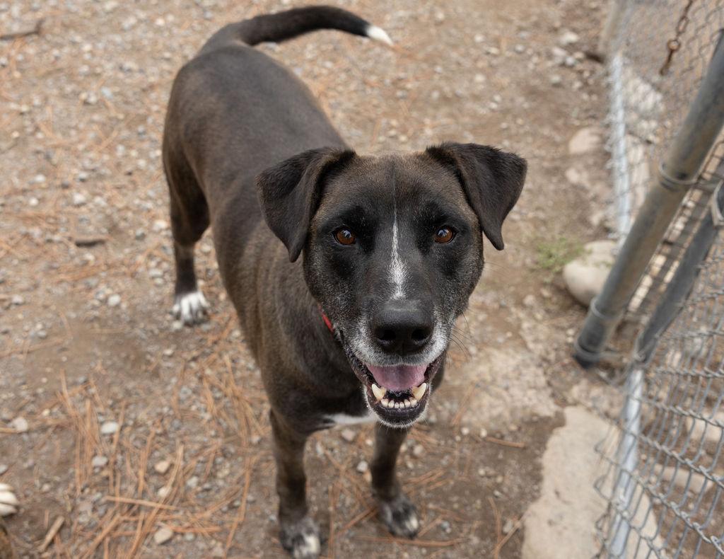 Enlarge Shane, a Adoptable mixed breed in Libby, MT image 2/2
