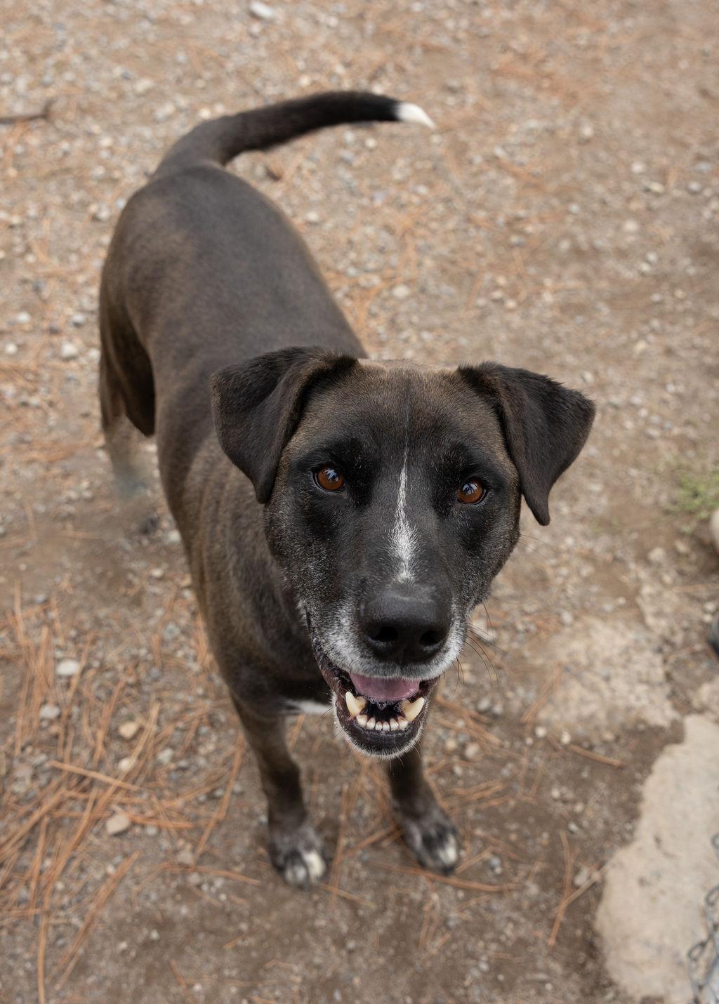 Enlarge Shane, a Adoptable mixed breed in Libby, MT image 1/2