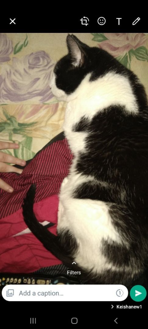 Boris, a Adoptable American Shorthair in Nutley, NJ image 2/4