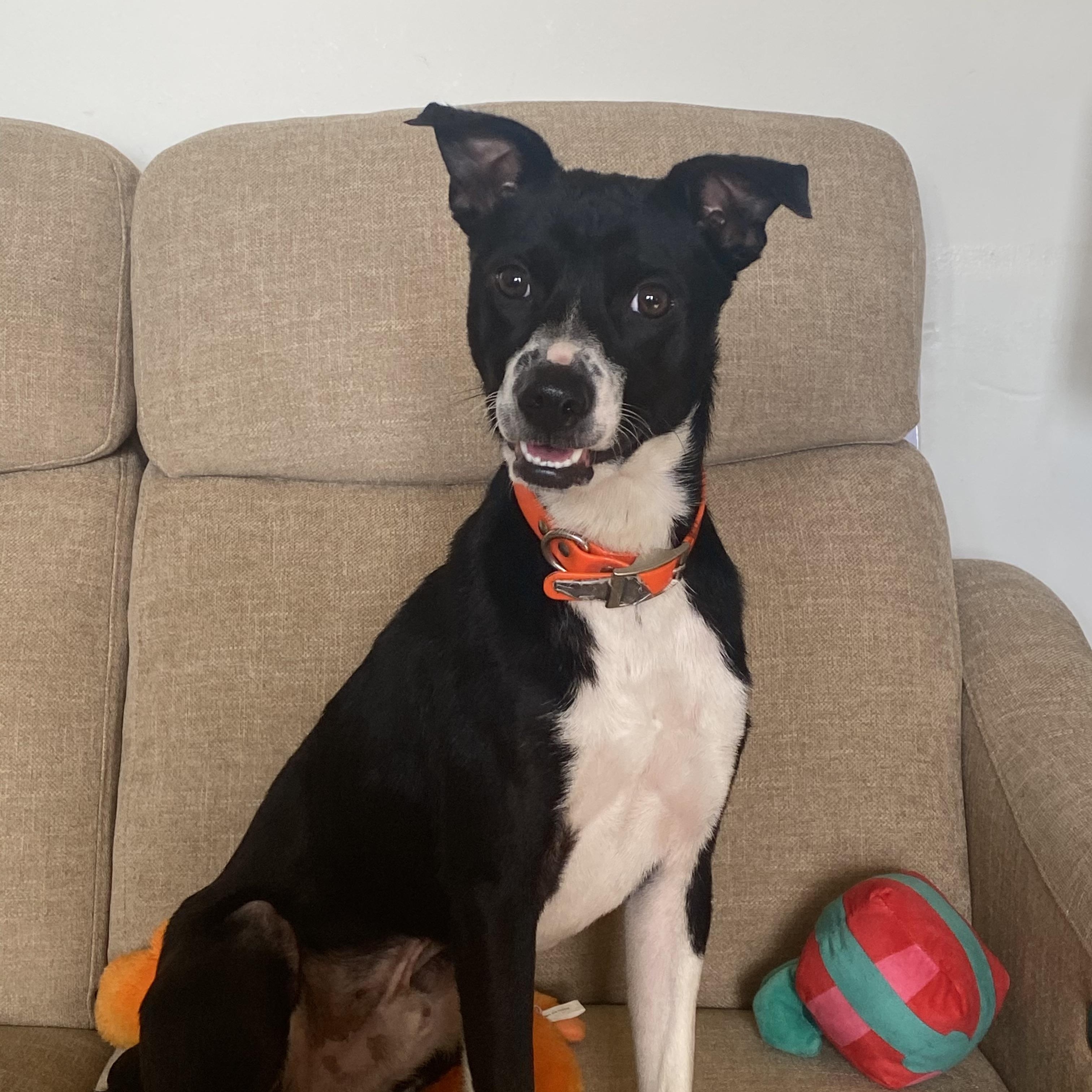 Chandler, ADOPTABLE, Young Male Boston Terrier & Terrier.