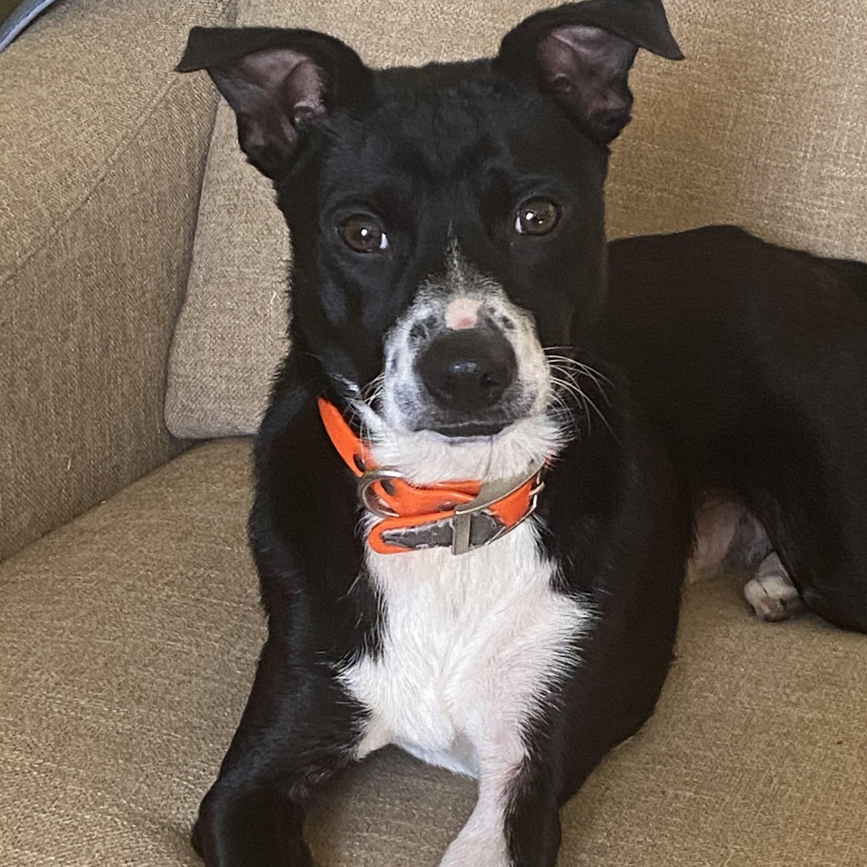 Chandler, a ADOPTABLE mixed breed in Port Saint Lucie, FL image 2/4