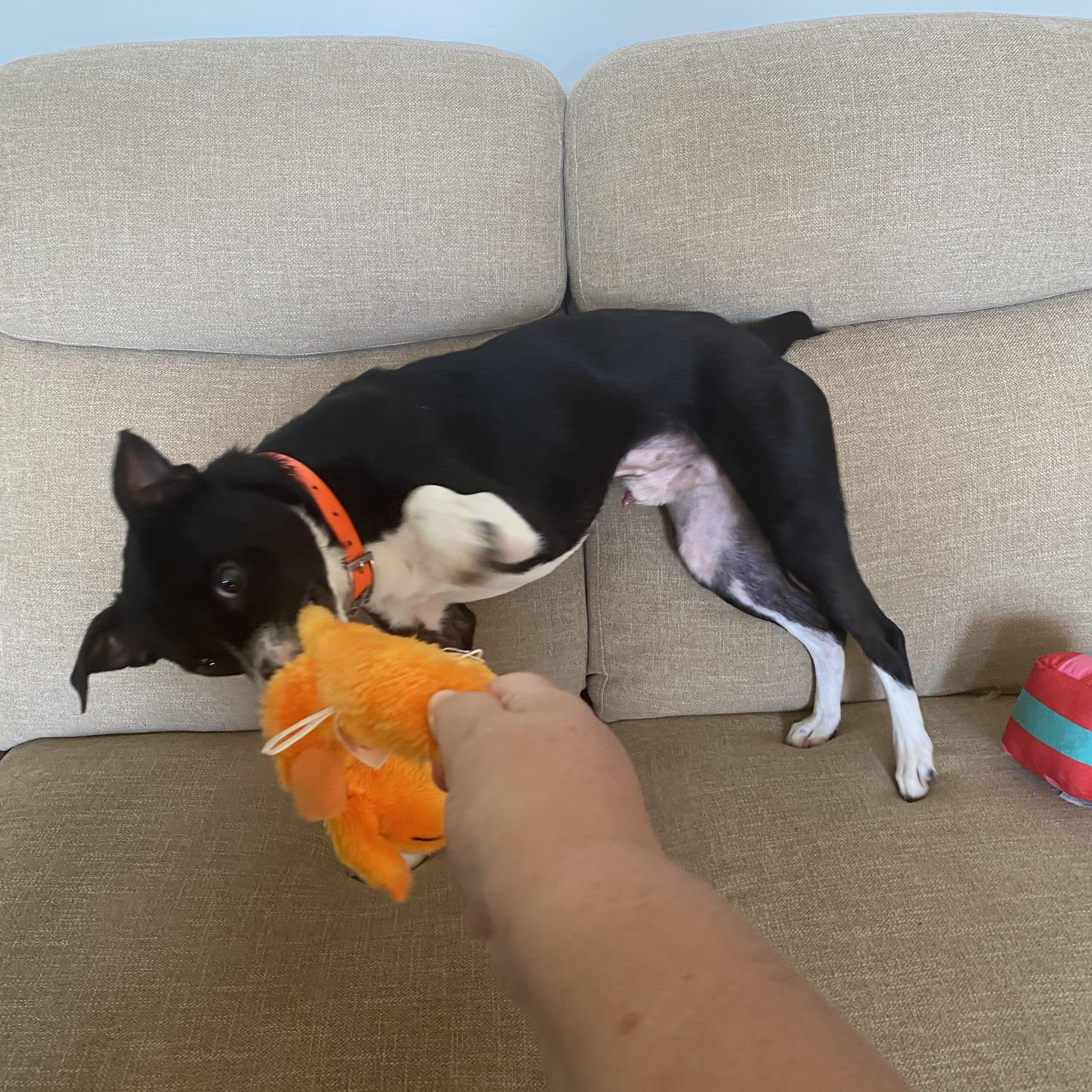 Chandler, a ADOPTABLE mixed breed in Port Saint Lucie, FL image 3/4