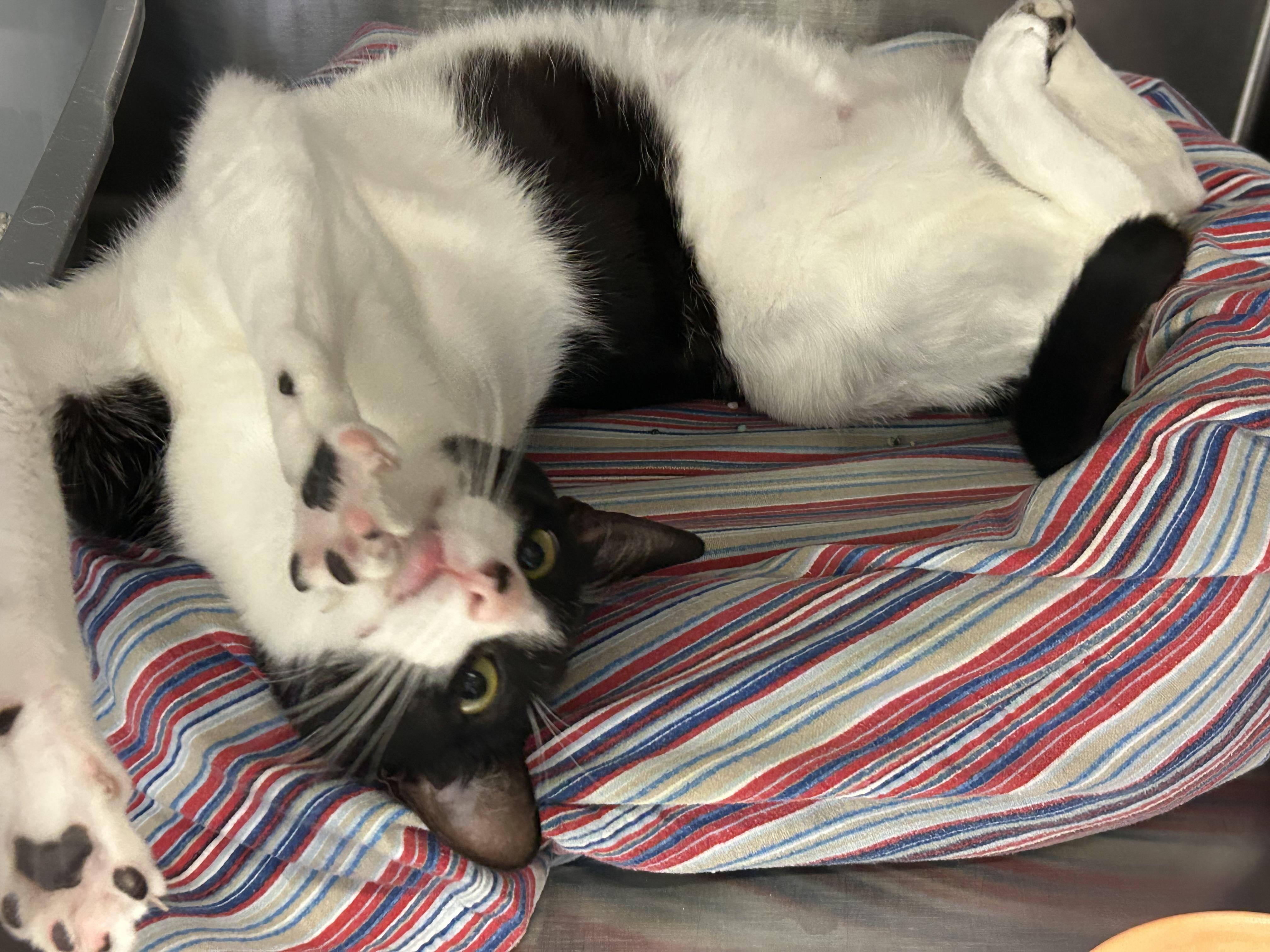 Oreo, a ADOPTABLE Domestic Short Hair in Sudbury, MA image 2/3
